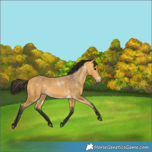 Horse Color:Buckskin 