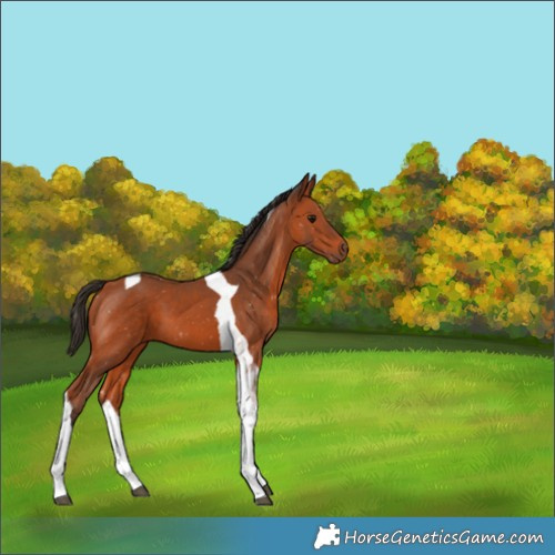 Horse Color:Bay Tobiano 