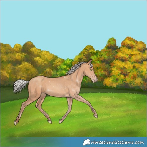 Horse Color:Silver Amber Champagne 
