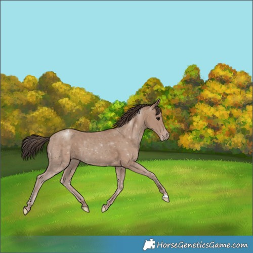 Horse Color:Classic Champagne 