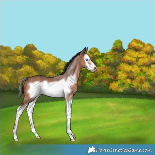 Horse Color:Bay Splash Frame Rabicano 