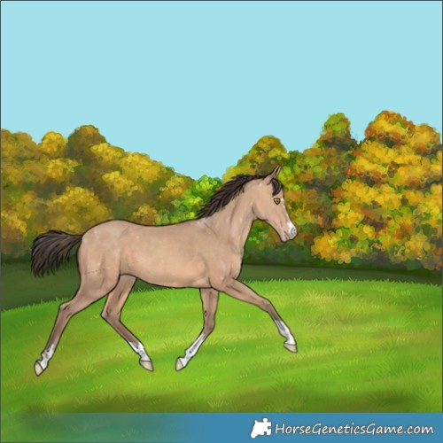 Horse Color:Amber Champagne 