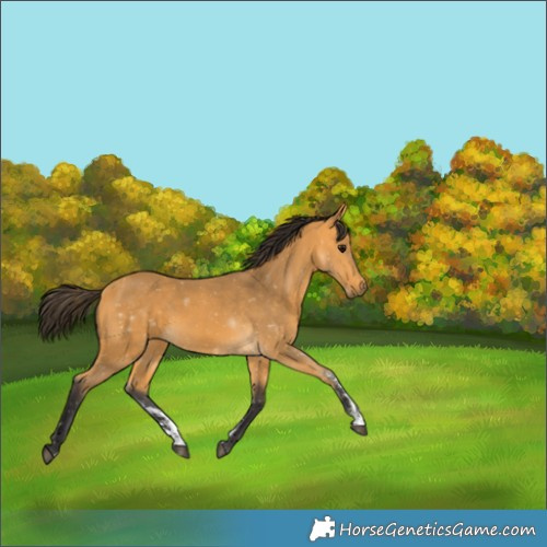 Horse Color:Buckskin Sabino 