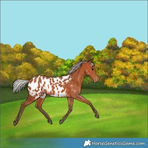 Horse Color:Silver Bay Appaloosa 