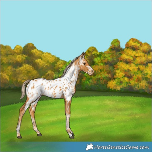 Horse Color:Palomino Ice Appaloosa 
