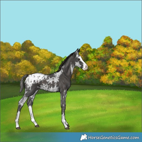 Horse Color:Liver Chestnut Ice Sabino Splash Appaloosa 