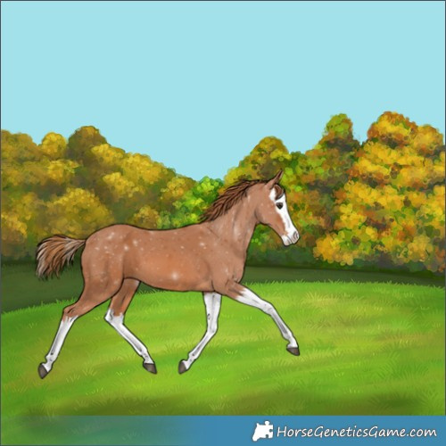 Horse Color:Chestnut Splash 