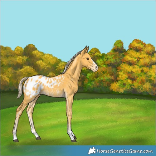 Horse Color:Palomino Appaloosa 