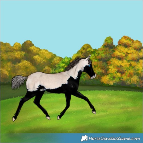 Horse Color:Amber Champagne Dun Splash 