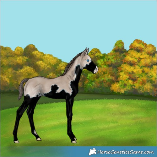 Horse Color:Classic Champagne Splash 