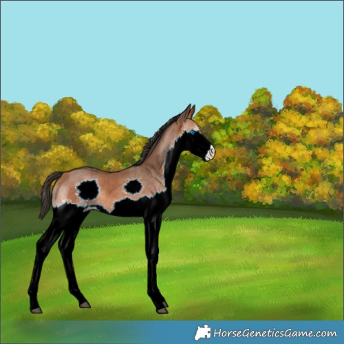Horse Color:Bay Splash 