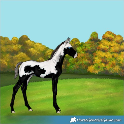 Horse Color:Amber Champagne Roan Dun Splash 