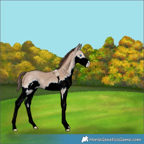 Horse Color:Classic Champagne Splash Tobiano 
