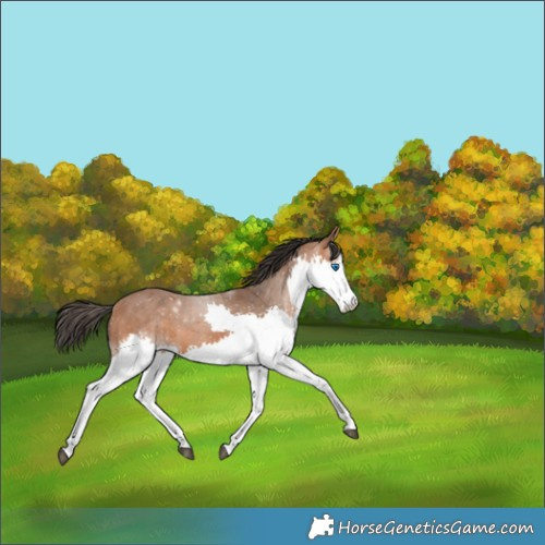 Horse Color:Bay Splash 