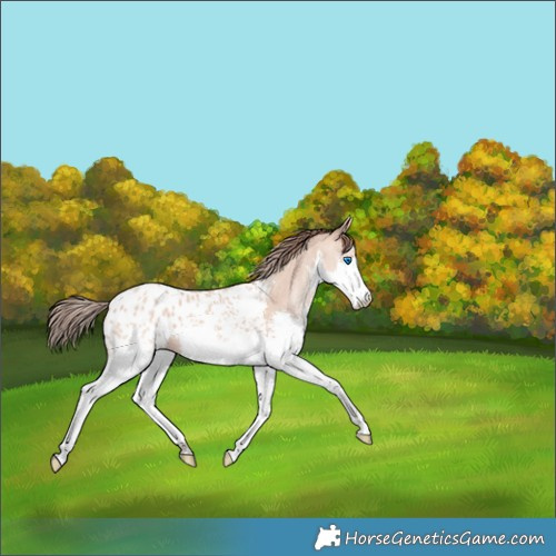 Horse Color:Amber Champagne Splash Appaloosa 