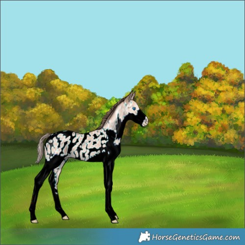 Horse Color:Amber Champagne Splash Appaloosa 