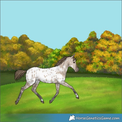 Horse Color:Liver Red Dun Ice Appaloosa 