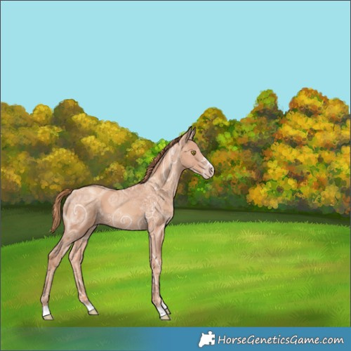 Horse Color:Gold Champagne Ice 