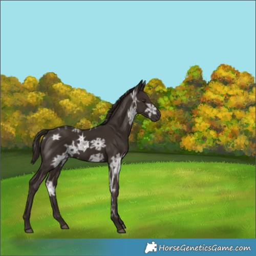 Horse Color:Liver Chestnut Ice 