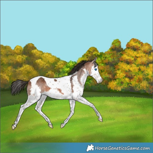 Horse Color:Bay Splash Tobiano 