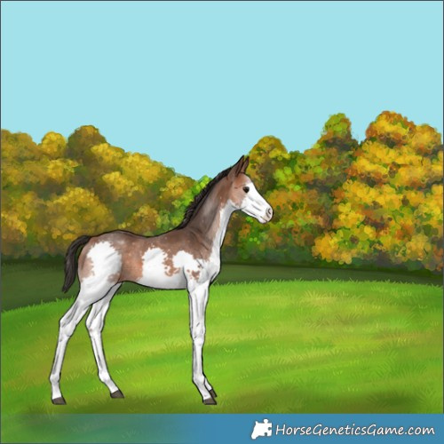 Horse Color:Bay Splash 