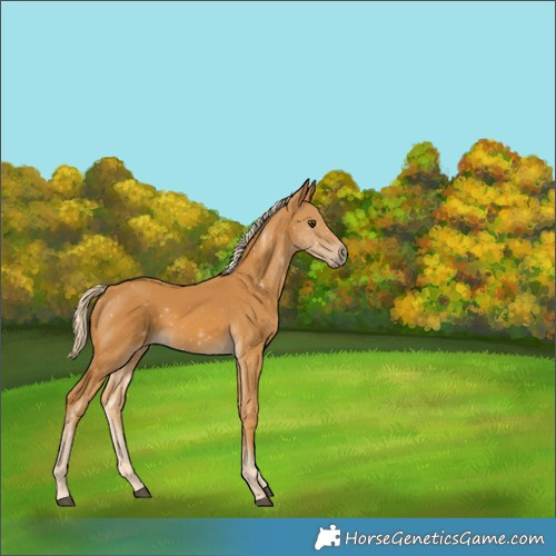 Horse Color:White Spotted Palomino 
