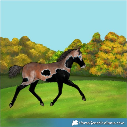 Horse Color:Bay Splash 