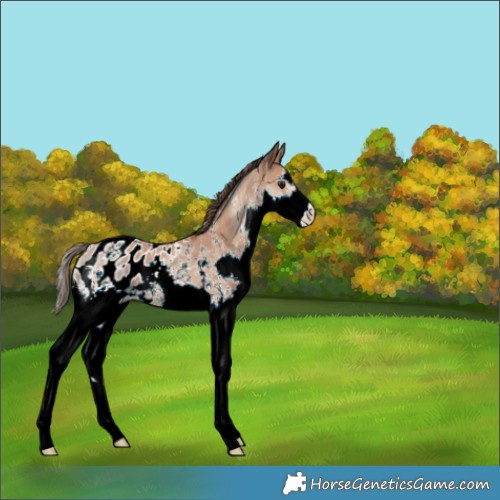 Horse Color:Bay Sabino Splash Appaloosa 