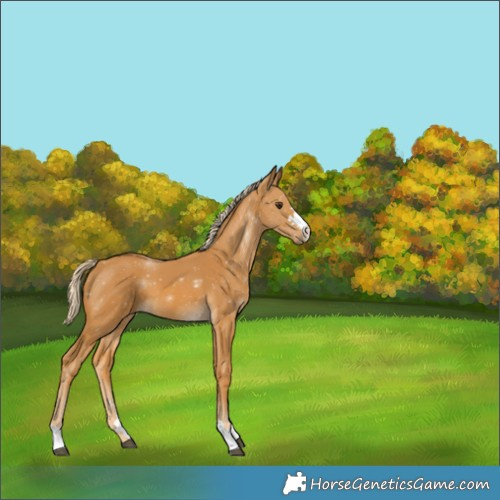 Horse Color:Palomino 