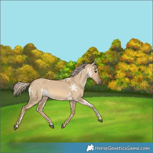 Horse Color:Chocolate Palomino Ice Dun 