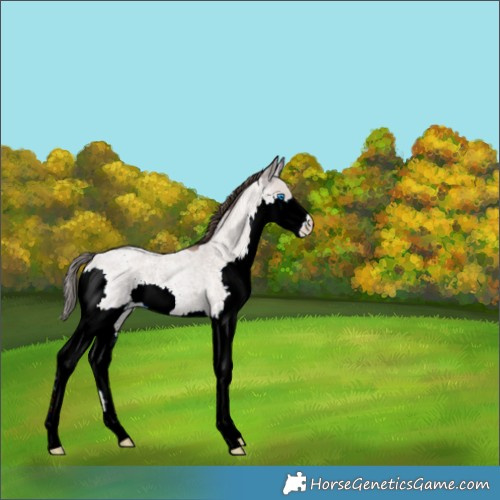 Horse Color:Classic Champagne Roan Splash 