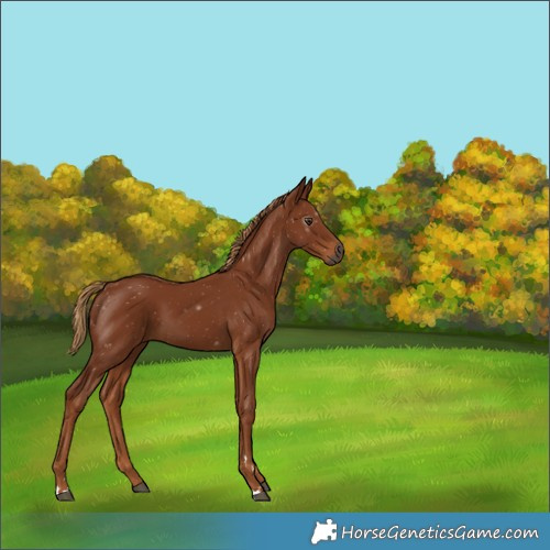 Horse Color:Gray Chestnut 