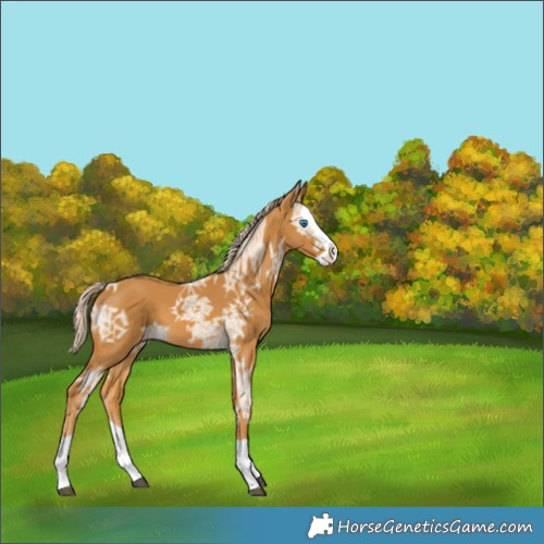 Horse Color:Palomino Ice Splash 