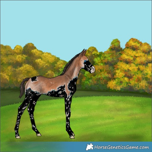 Horse Color:Bay Splash Tobiano 