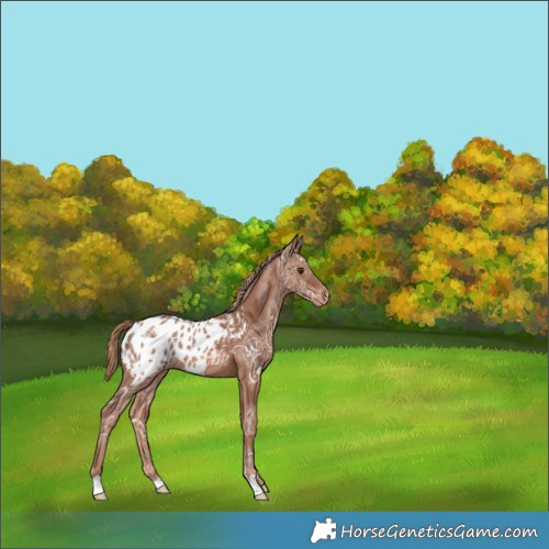 Horse Color:Chestnut Ice Appaloosa 