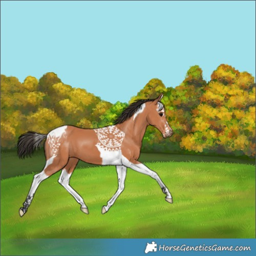 Horse Color:Bay Splash Tobiano 