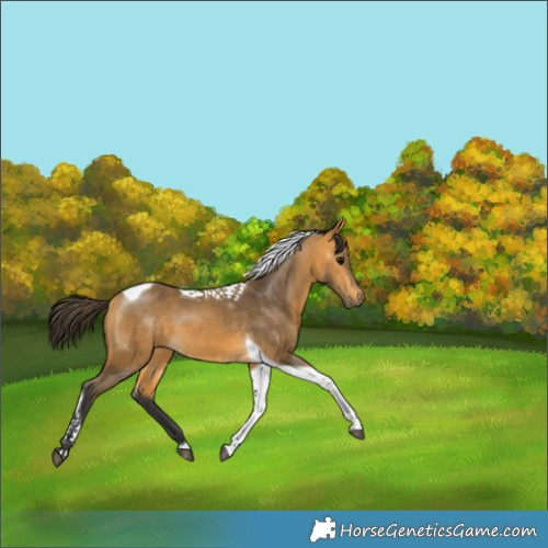 Horse Color:Buckskin Tobiano 