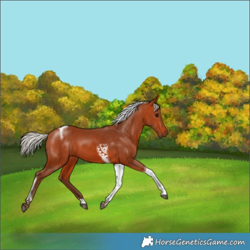 Horse Color:Silver Bay Tobiano 