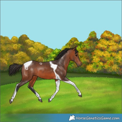 Horse Color:Bay Tobiano 
