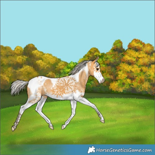Horse Color:Silver Buckskin Sabino Splash Tobiano 