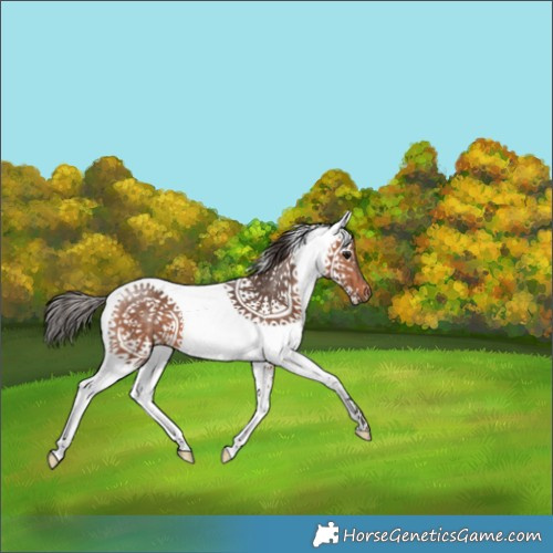 Horse Color:White Spotted Bay 