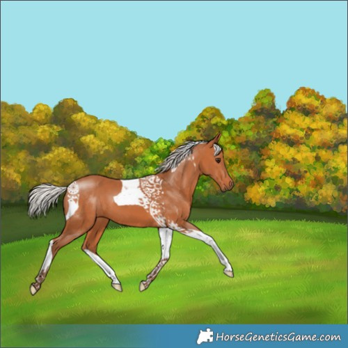 Horse Color:Silver Bay Tobiano 