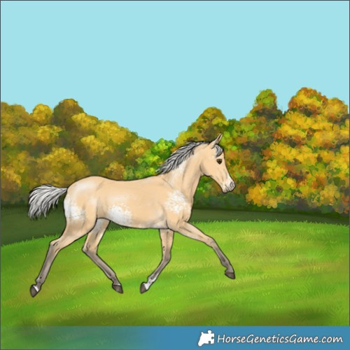 Horse Color:White Spotted Silver Buckskin 
