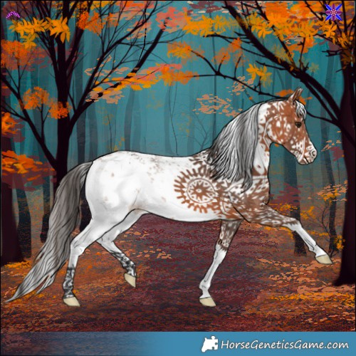 Horse Color:White Spotted Bay Sabino