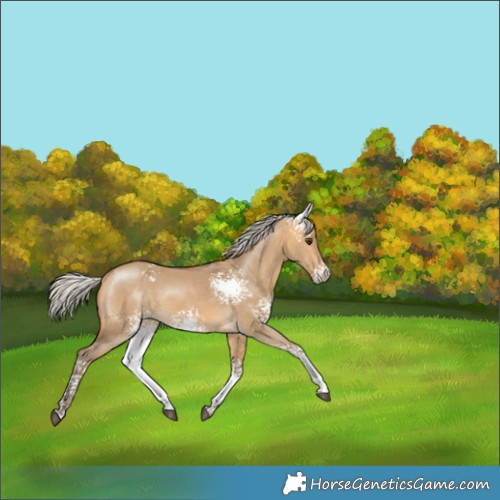 Horse Color:White Spotted Silver Buckskin Dun Sabino 