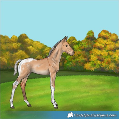 Horse Color:Silver Bay Dun Tobiano 