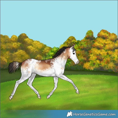 Horse Color:White Spotted Bay Onyx 