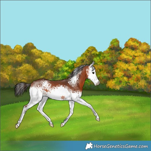 Horse Color:White Spotted Bay 