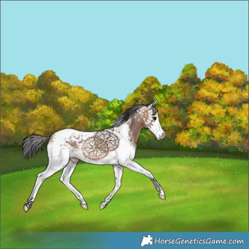 Horse Color:White Spotted Bay Dun Splash 