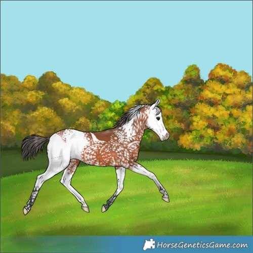Horse Color:White Spotted Bay Splash Tobiano 